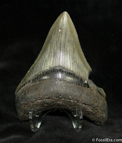 Beautiful Megalodon Tooth #939